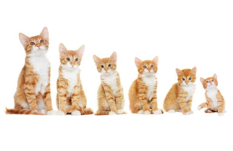 ¿Cuántos años viven los gatos realmente?