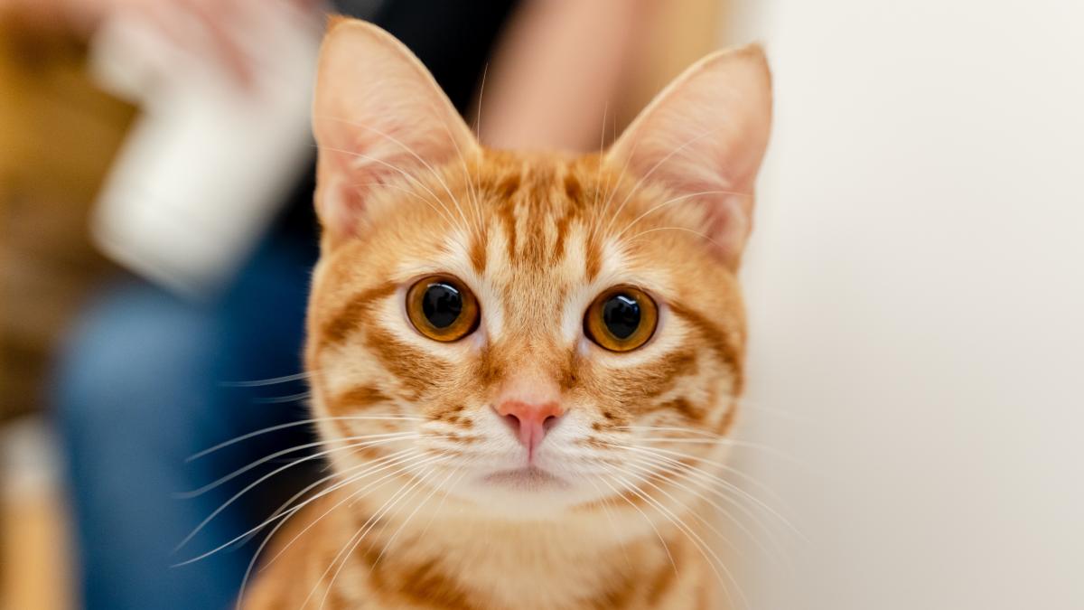 5 formas de caer bien a un gato