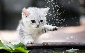 5 actos que generan odio en tu gato salpicar