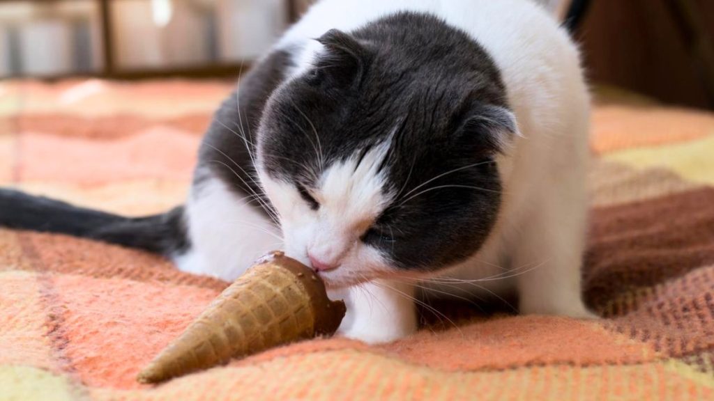 5 alimentos que no puede comer tu gato