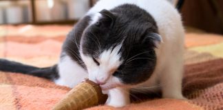 5 alimentos que no puede comer tu gato