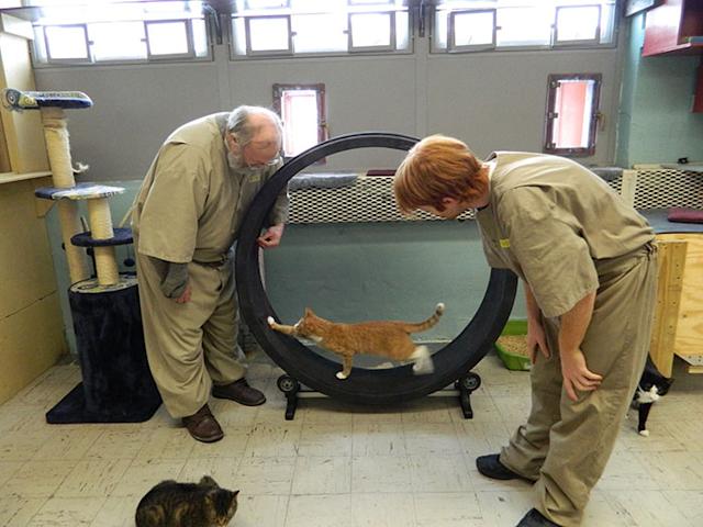 Gatos son utilizados para rehabilitar a presos en Estados Unidos