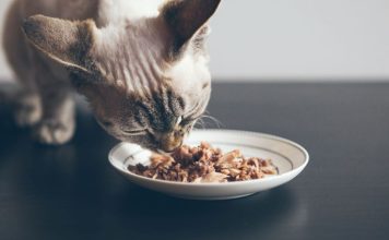 ¿Es mejor el pienso o la comida húmeda para tu gato?