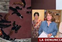 Señora tiene 70 gatos en malas condiciones en un piso de Valencia