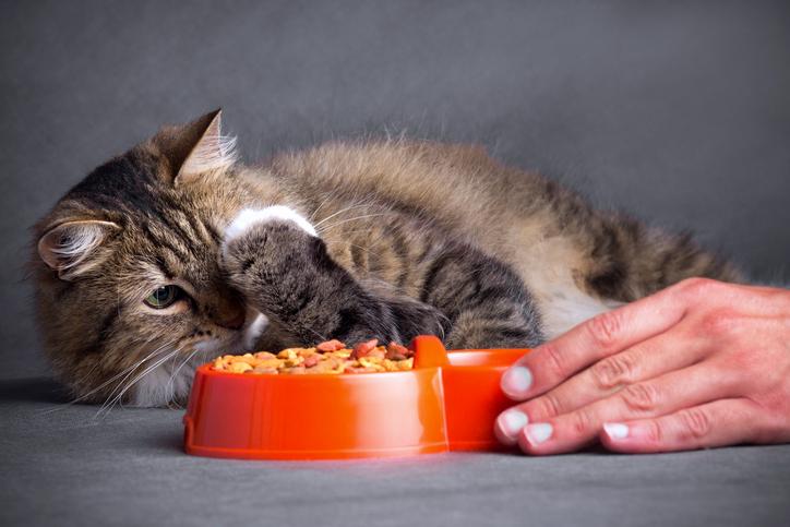 ¿Es mejor el pienso o la comida húmeda para tu gato?