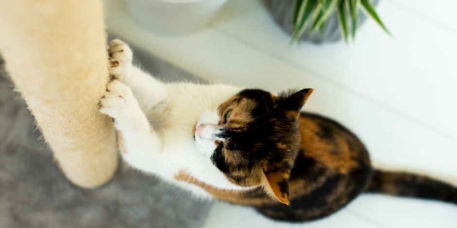 5 consejos para que tu gato use el rascador