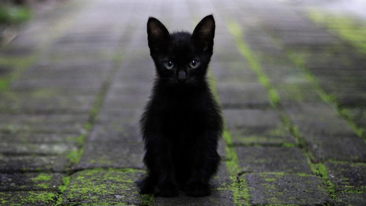 Descubre la mágica historia de los gatos negros