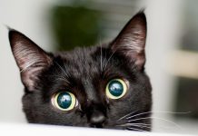 Descubre la mágica historia de los gatos negros