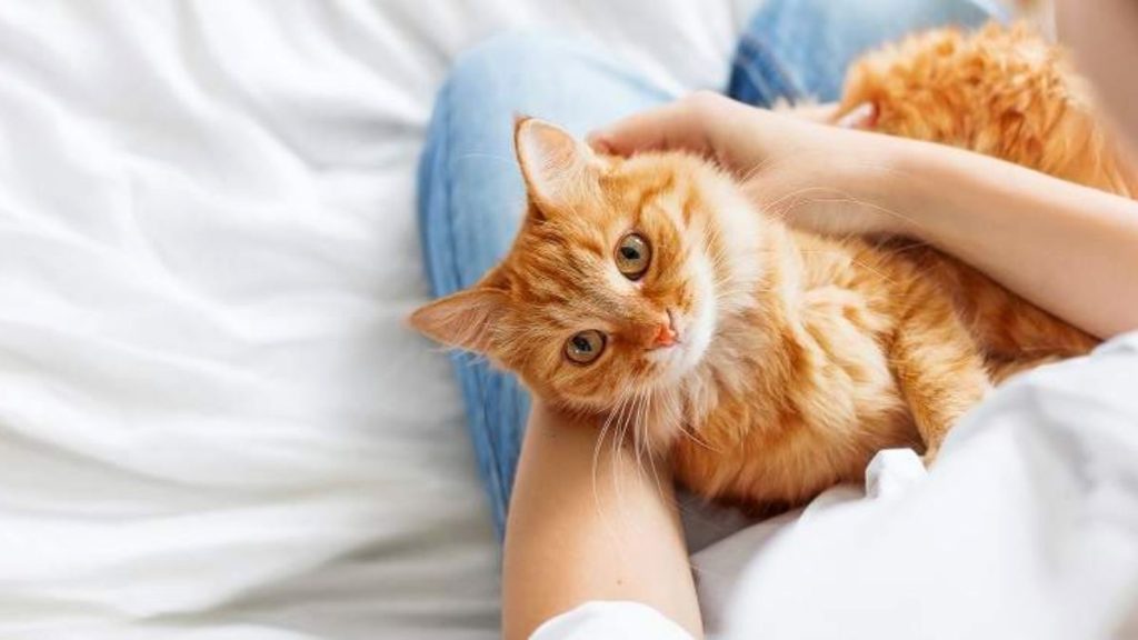 Esta es la manera de coger a tu gato sin hacerle daño